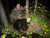 hunter poses with bear after successful shoot with a crossbow