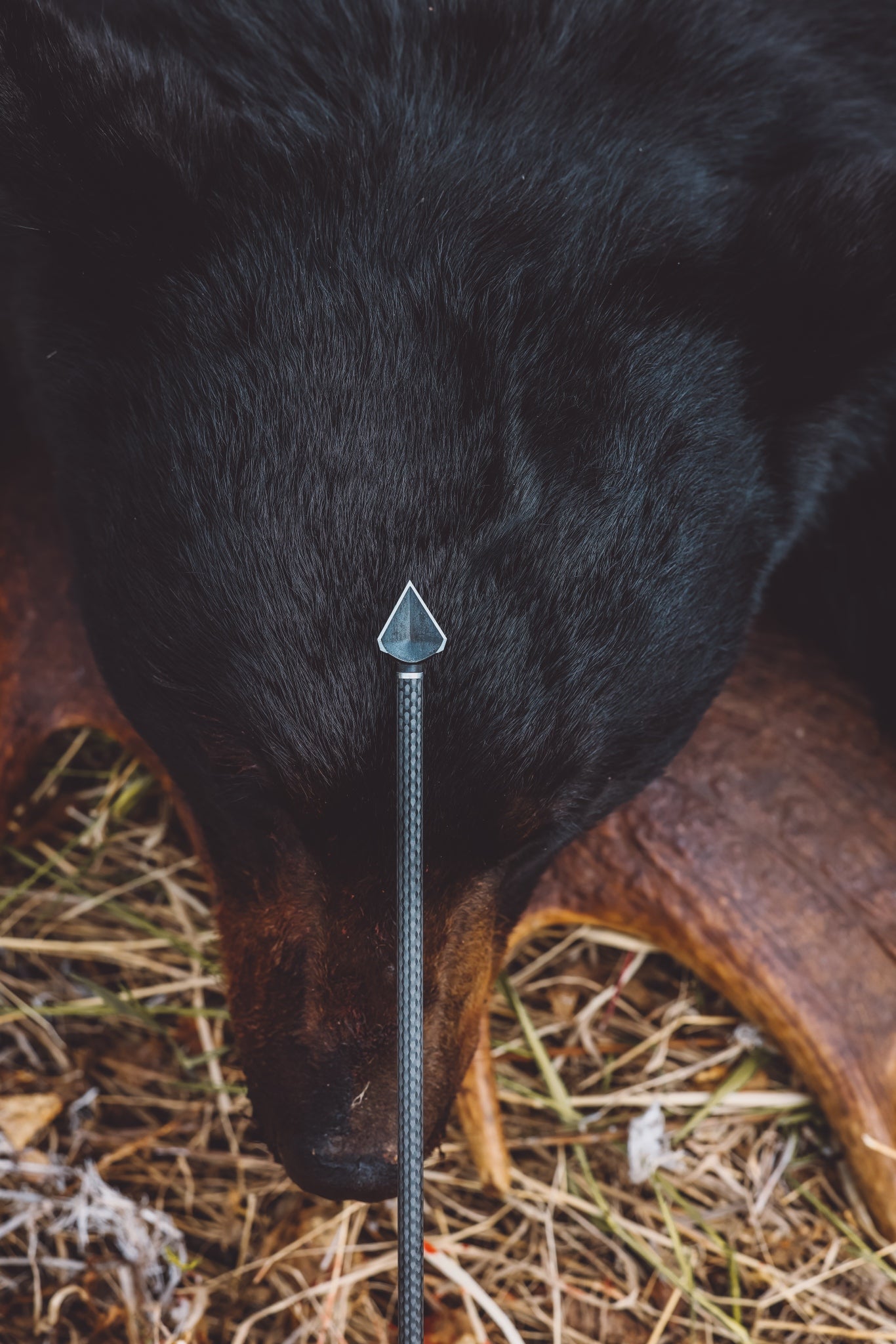 bowhunting for bears