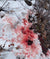 blood trail in snow after hunting