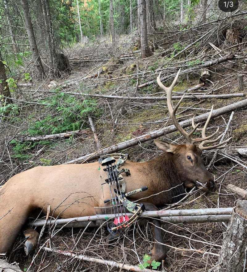 crossbow placed on a deer