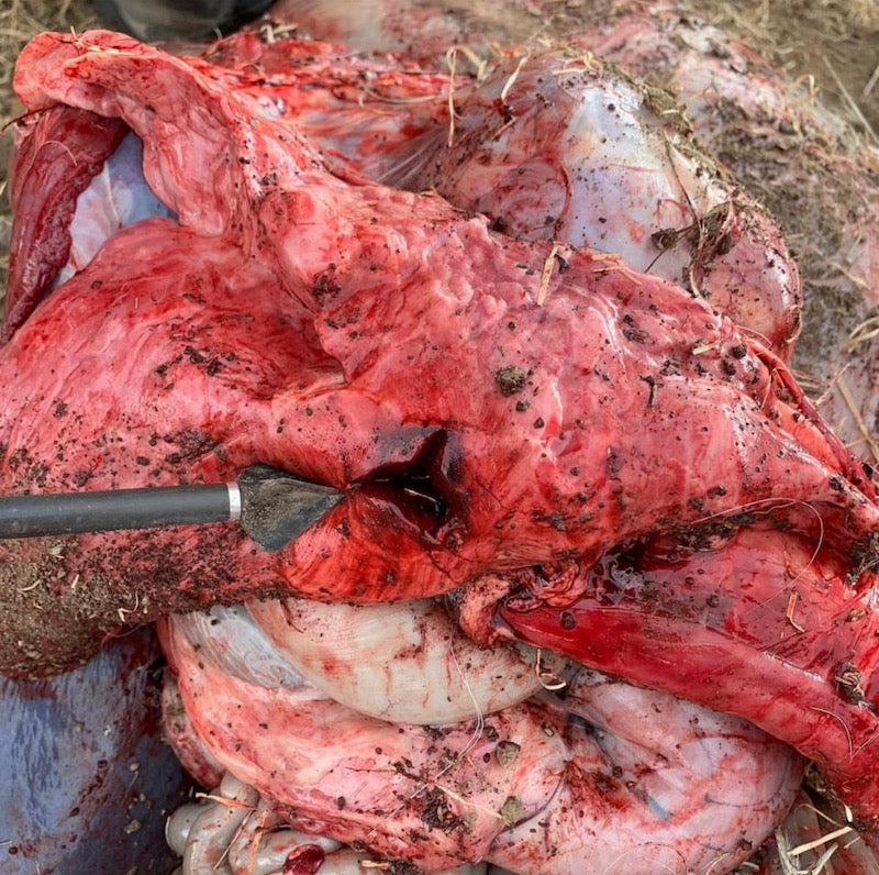 inside of an animal after with shot with a crossbow
