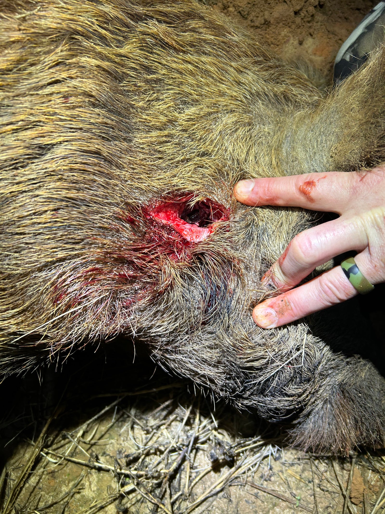 annihilator broadhead does massive damange to animal