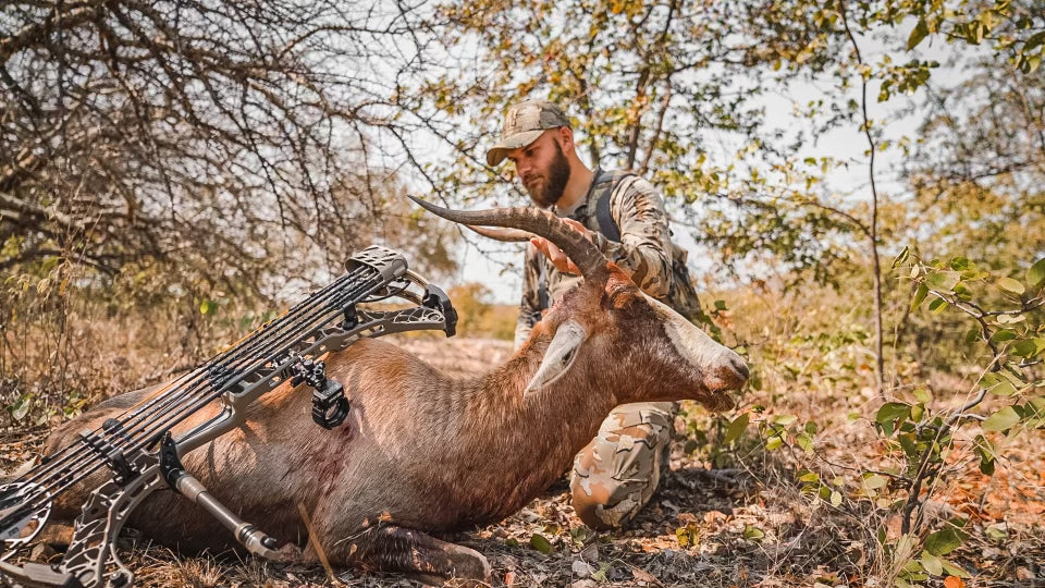 large deer hunted by a crossbow