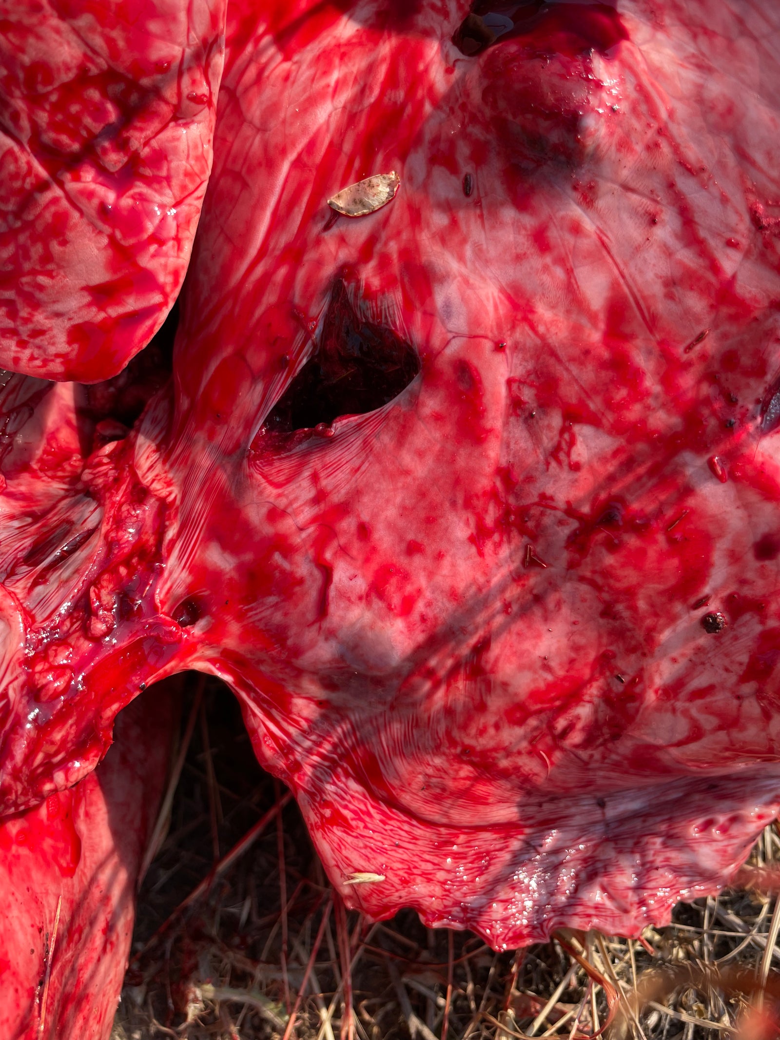 mass of an animal after being hunted