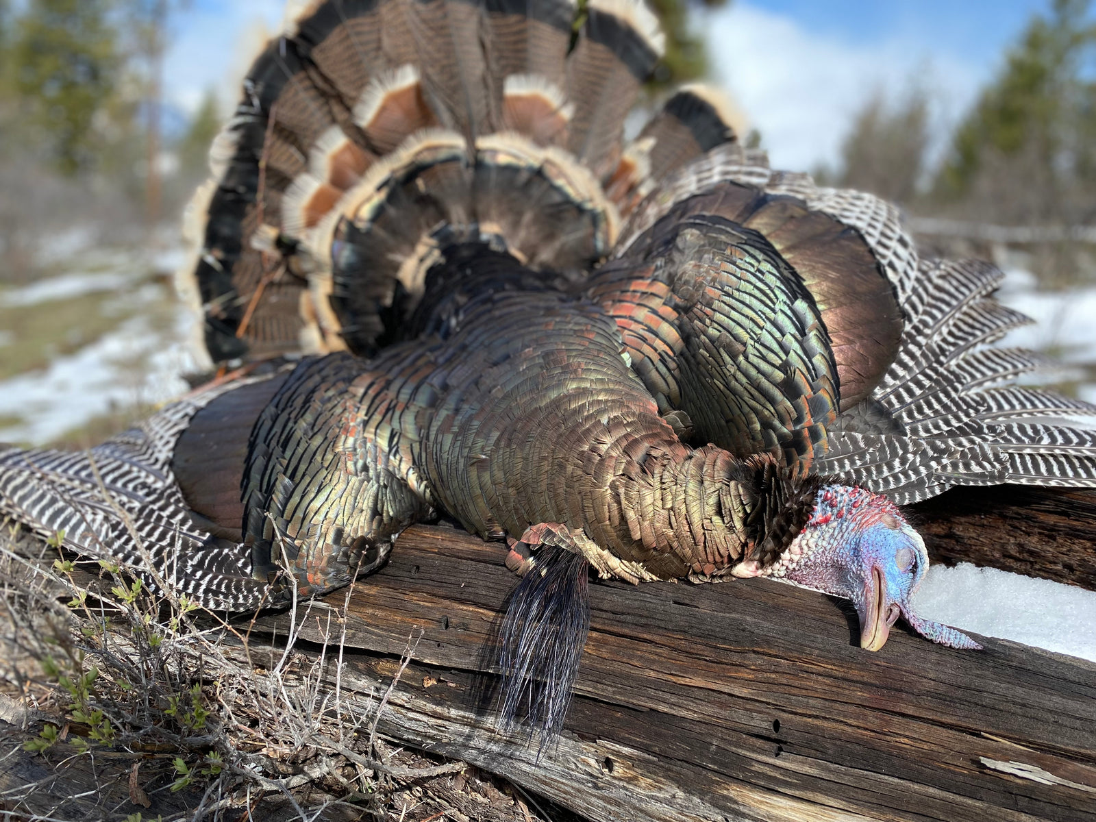 broadheads suitable for all sized animals