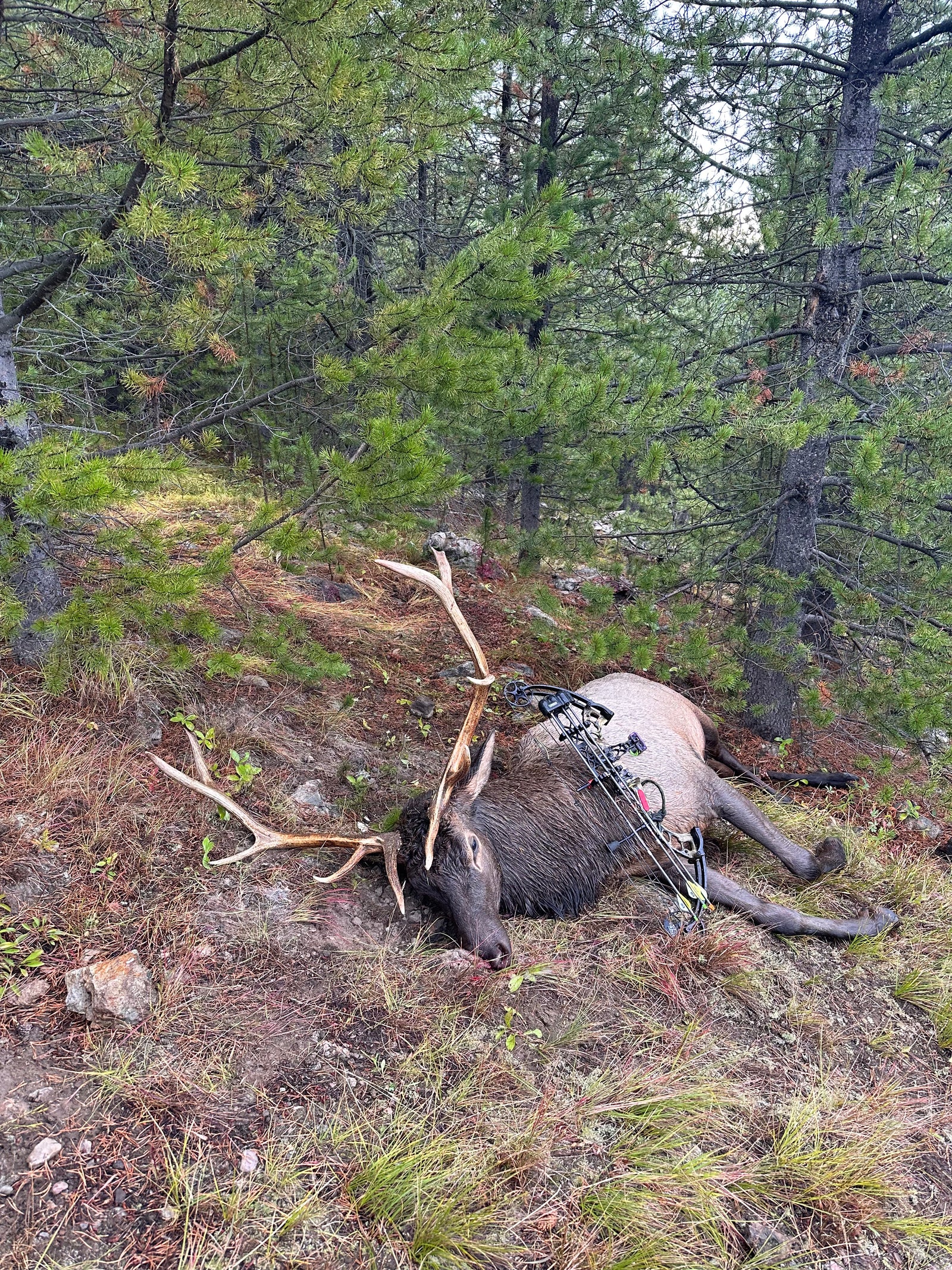 successfully hunting big game with annihilator broadheads