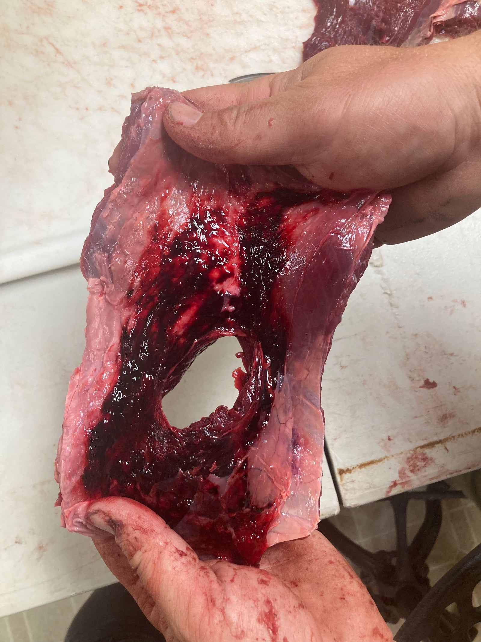 effect of annihilator broadehead