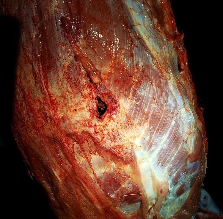 hunt big game and make bigger holes