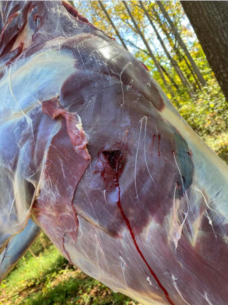 impact of broadhead on animal muscle tissue