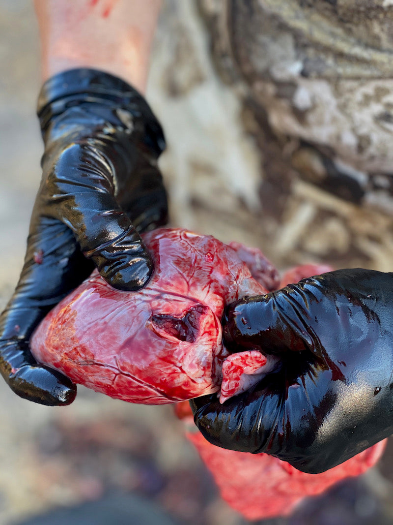 liver shot made by annihilator broadhead