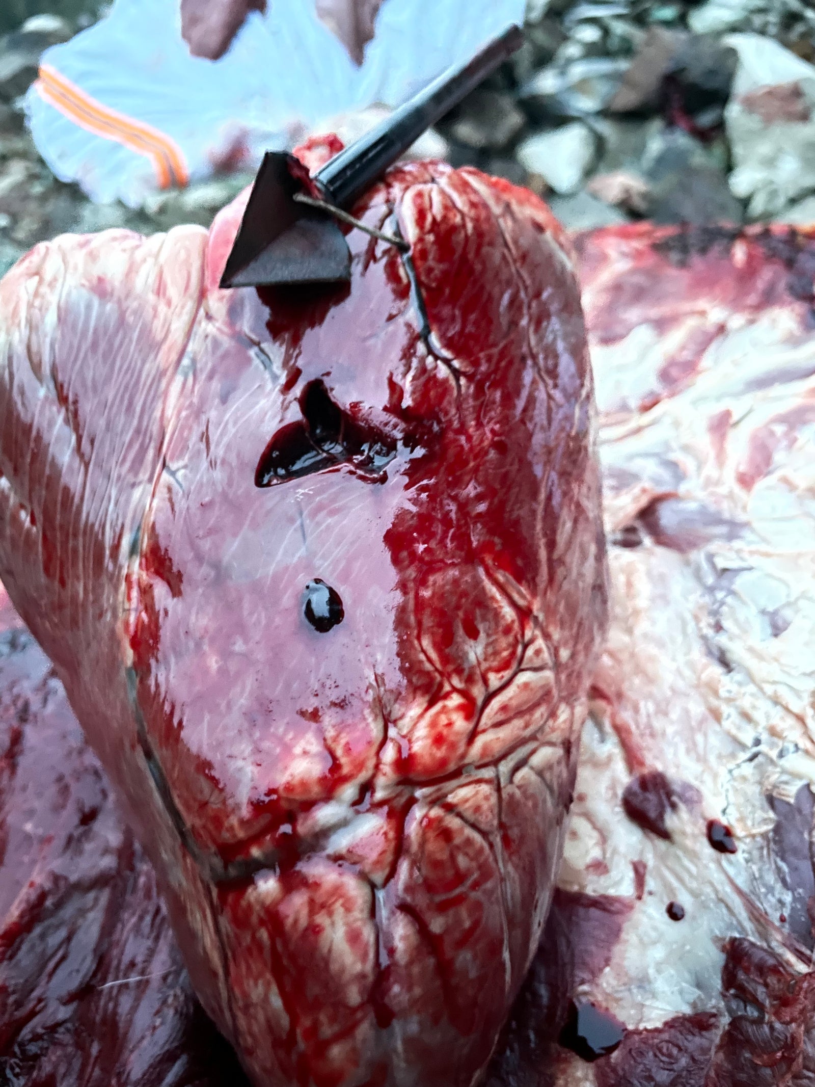 annihilator broadhead makes a massive hole on the target