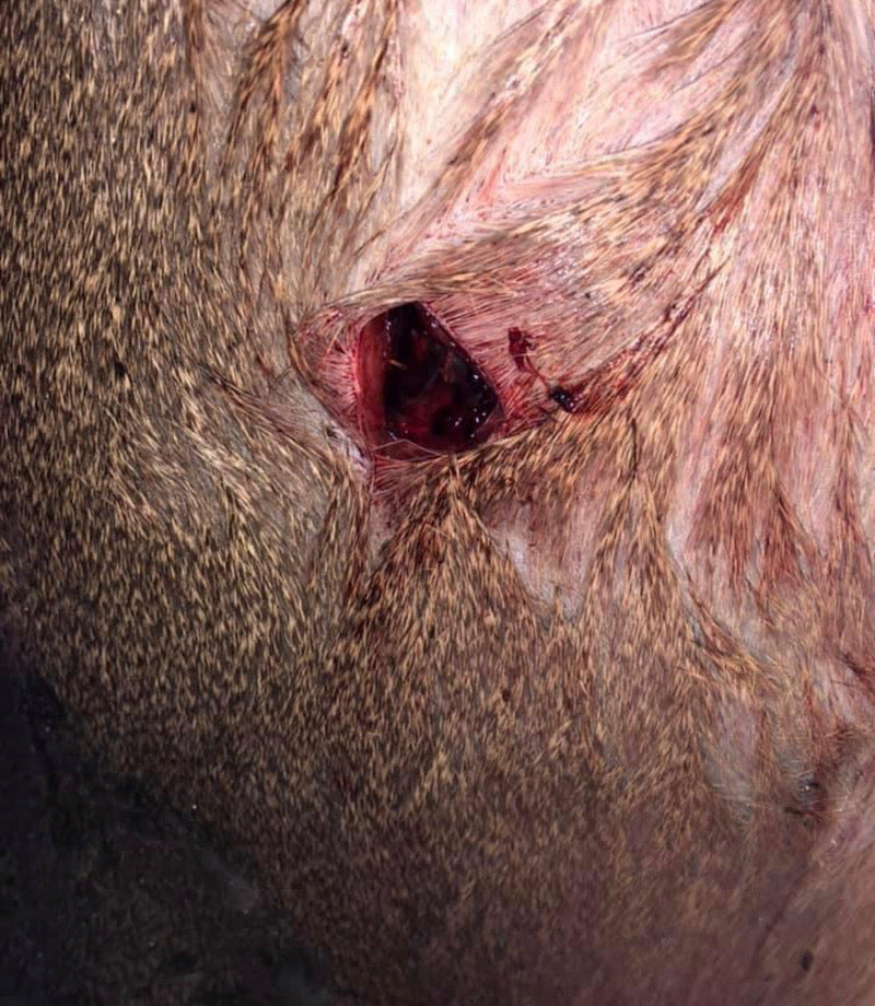 massive holes and insane power