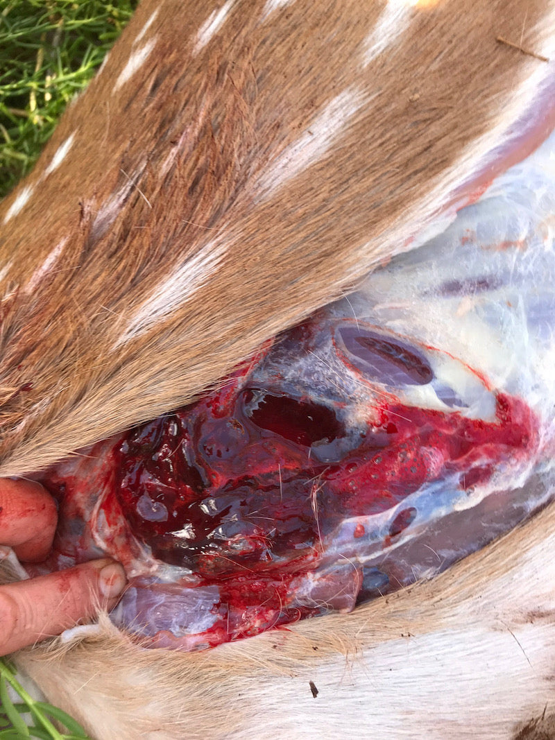 wound after shooting with annihilator broadhead